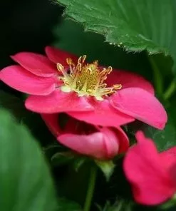 Future Forests Fruit Strawberry Toscana