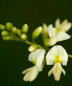 Future Forests Trees Sophora Japonica Princeton Upright