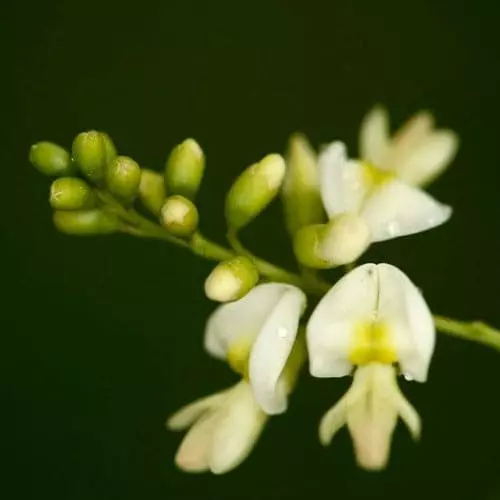 Future Forests Trees Sophora Japonica Princeton Upright 3 Future Forests Trees Sophora Japonica Princeton Upright