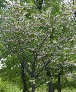 Future Forests Styrax Japonica - Japanese Snowbell