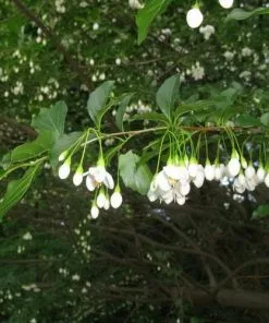 Future Forests Styrax Japonica - Japanese Snowbell