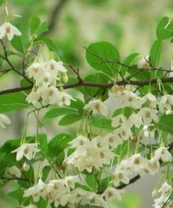 Future Forests Styrax Japonica - Japanese Snowbell