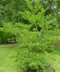 Future Forests Styrax Japonica - Japanese Snowbell