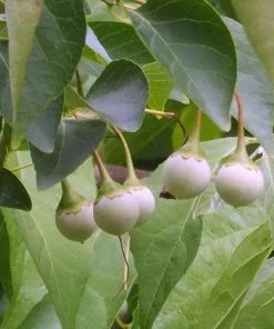 Future Forests Styrax Japonica - Japanese Snowbell