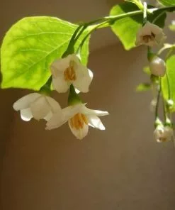 Future Forests Styrax Japonica - Japanese Snowbell