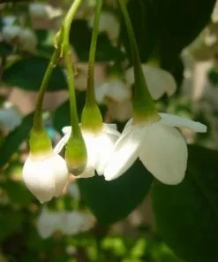 Future Forests Styrax Japonica - Japanese Snowbell