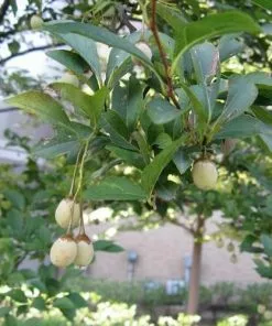 Future Forests Styrax Japonica - Japanese Snowbell