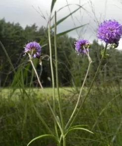 Future Forests Succisa Pratensis - Devil's Bit Scabious More 8 Future Forests Succisa Pratensis - Devil's Bit Scabious More
