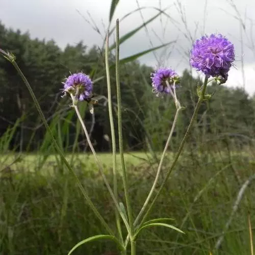 Future Forests Succisa Pratensis - Devil's Bit Scabious More 5 Future Forests Succisa Pratensis - Devil's Bit Scabious More