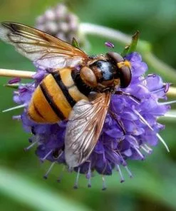 Future Forests Succisa Pratensis - Devil's Bit Scabious More