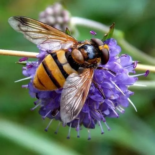 Future Forests Succisa Pratensis - Devil's Bit Scabious More 4 Future Forests Succisa Pratensis - Devil's Bit Scabious More