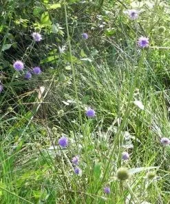 Future Forests Succisa Pratensis - Devil's Bit Scabious More 9 Future Forests Succisa Pratensis - Devil's Bit Scabious More