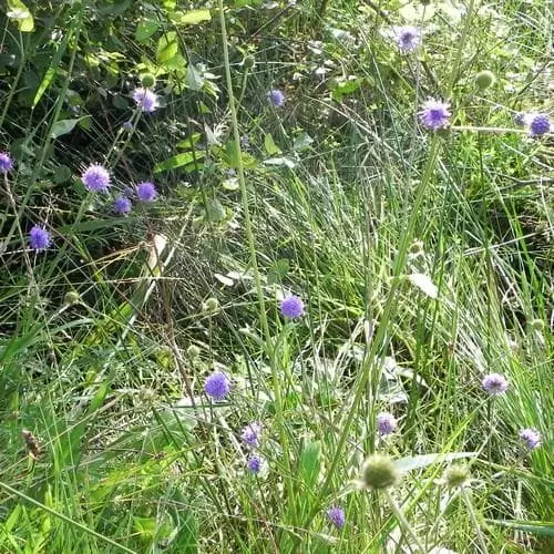 Future Forests Succisa Pratensis - Devil's Bit Scabious More 6 Future Forests Succisa Pratensis - Devil's Bit Scabious More