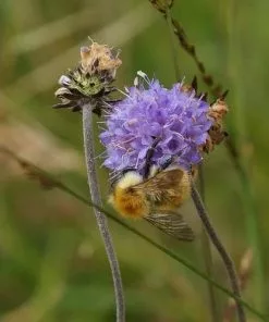 Future Forests Succisa Pratensis - Devil's Bit Scabious More