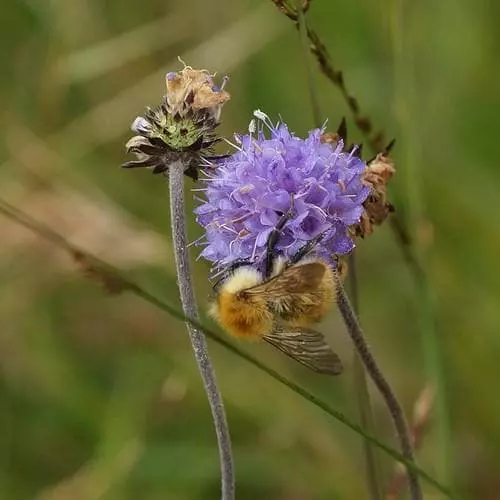 Future Forests Succisa Pratensis - Devil's Bit Scabious More 3 Future Forests Succisa Pratensis - Devil's Bit Scabious More