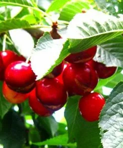 Future Forests Cherry Sweetheart