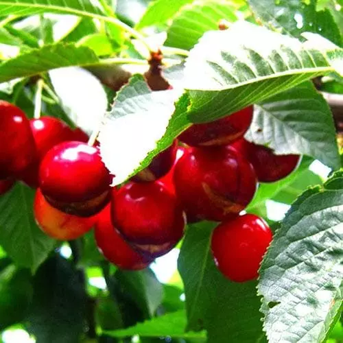 Future Forests Cherry Sweetheart 3 Future Forests Cherry Sweetheart