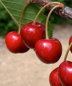 Future Forests Cherry Sweetheart