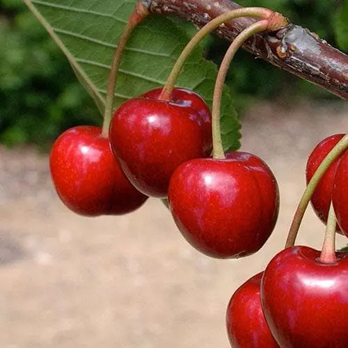 Future Forests Cherry Sweetheart 4 Future Forests Cherry Sweetheart