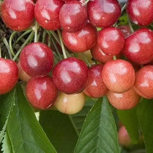 Future Forests Cherry Sweetheart 5 Future Forests Cherry Sweetheart