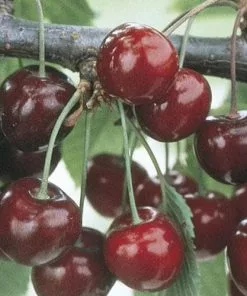 Future Forests Cherry Sweetheart 9 Future Forests Cherry Sweetheart