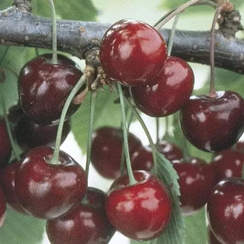 Future Forests Cherry Sweetheart 6 Future Forests Cherry Sweetheart