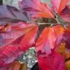 Future Forests Shrubs Sycoparrotia Semidecidua Purple Haze
