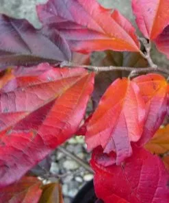 Future Forests Shrubs Sycoparrotia Semidecidua Purple Haze