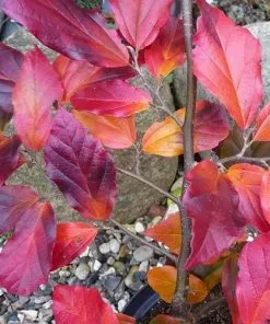 Future Forests Shrubs Sycoparrotia Semidecidua Purple Haze