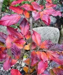 Future Forests Shrubs Sycoparrotia Semidecidua Purple Haze
