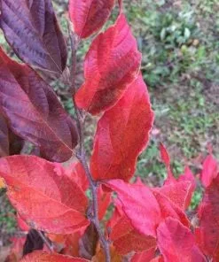 Future Forests Shrubs Sycoparrotia Semidecidua Purple Haze
