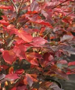 Future Forests Shrubs Sycoparrotia Semidecidua Purple Haze