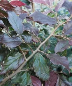 Future Forests Shrubs Sycoparrotia Semidecidua Purple Haze