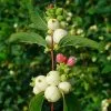 Future Forests Shrubs Symphoricarpos Alba