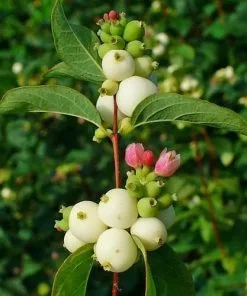 Future Forests Shrubs Symphoricarpos Alba