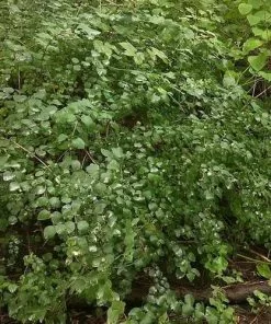 Future Forests Shrubs Symphoricarpos Alba