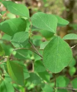 Future Forests Shrubs Symphoricarpos Alba