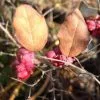 Future Forests Symphoricarpos X Doorenbosii Magic Berry Shrubs