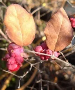 Future Forests Symphoricarpos X Doorenbosii Magic Berry Shrubs