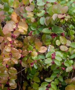Future Forests Symphoricarpos X Doorenbosii Magic Berry Shrubs