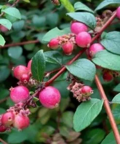 Future Forests Symphoricarpos X Chenaultii Hancock
