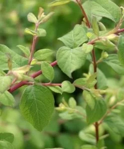 Future Forests Symphoricarpos X Chenaultii Hancock