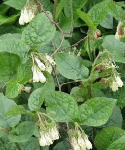 Future Forests Symphytum Grandiflorum More