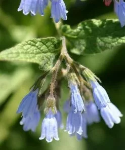 Future Forests Symphytum Grandiflorum Hidcote Blue More