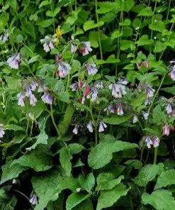 Future Forests Symphytum Grandiflorum Hidcote Blue More