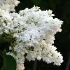 Future Forests Shrubs Syringa Vulgaris Mme Lemoine