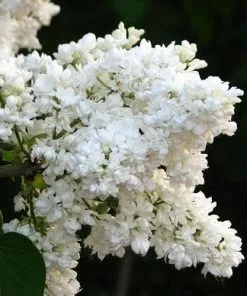 Future Forests Shrubs Syringa Vulgaris Mme Lemoine