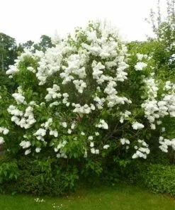 Future Forests Shrubs Syringa Vulgaris Mme Lemoine