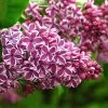 Future Forests Shrubs Syringa Vulgaris Sensation