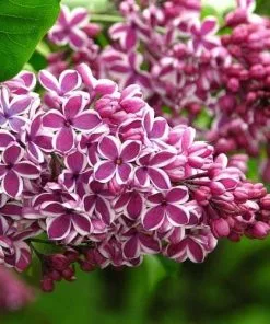 Future Forests Shrubs Syringa Vulgaris Sensation